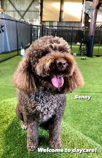 The Pawms Pet Resort - Tuscaloosa - Photo 3 - Car repair in Tuscaloosa, AL, Tuscaloosa