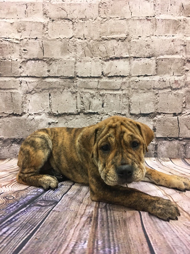 Pet Store «Happiness Is Pets», reviews and photos, 2936 Showplace Dr, Naperville, IL 60564, USA