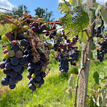 Photo n°1 de l'avis de Coen.u fait le 28/08/2021 à 15:45 sur le  Resort Al Castello - Hibou Bistrot à Sillavengo