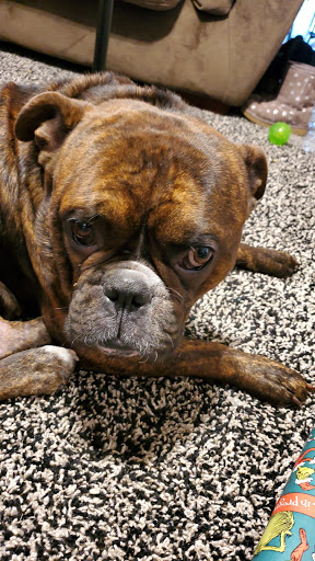 Prothman James DVM image