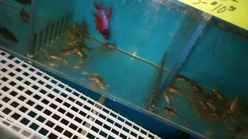 Pet Store «D D Fish & Pets», reviews and photos, 2413 S Fairview St, Santa Ana, CA 92704, USA
