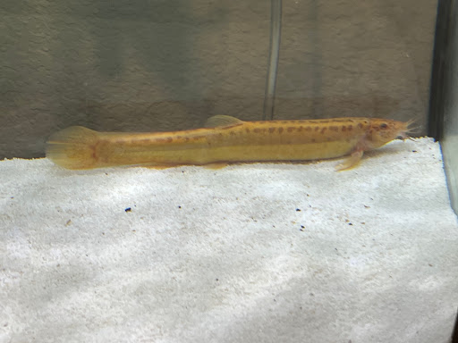 Tropical Fish Store «Aquarium Boutique», reviews and photos, 9035 Garland Rd, Dallas, TX 75218, USA