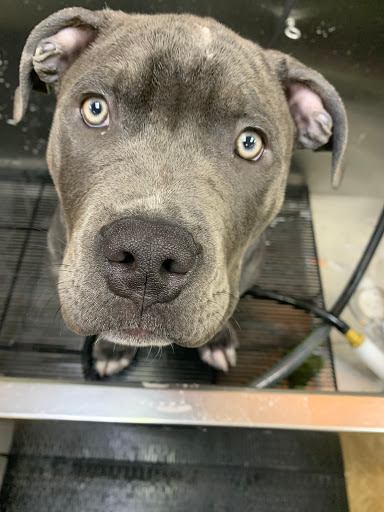 Pet Store «Pet Central», reviews and photos, 13004 SE Kent-Kangley Rd, Kent, WA 98030, USA