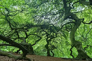 Witches wood image