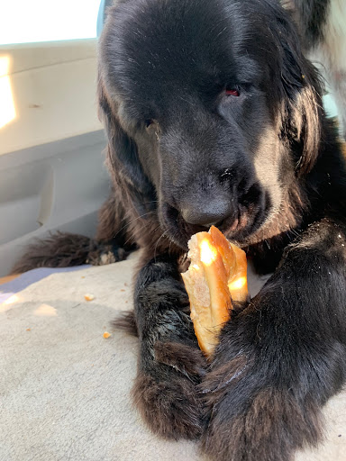 Pet Supply Store «PetSmart», reviews and photos, 1500 NJ-47, Rio Grande, NJ 08242, USA