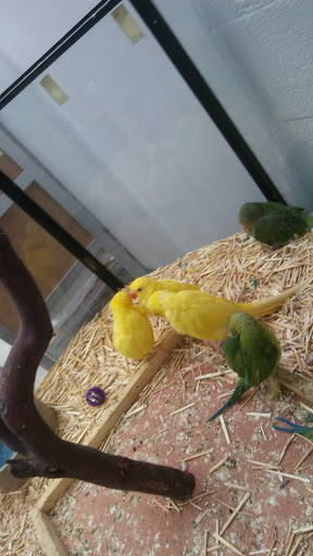 Bird Shop «Arizona Bird Store», reviews and photos, 565 S Dobson Rd, Mesa, AZ 85202, USA