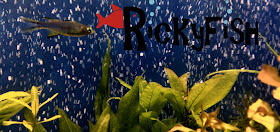 Rickyfish SPA