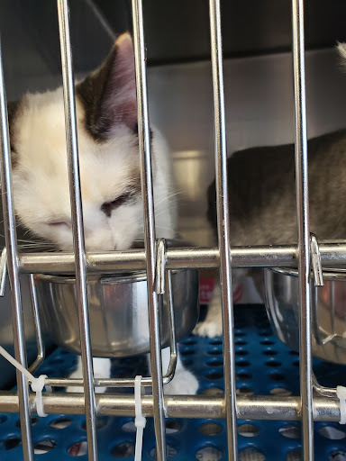 Pet Supply Store «Petsense Lenoir», reviews and photos, 1009 Blowing Rock Blvd, Lenoir, NC 28645, USA