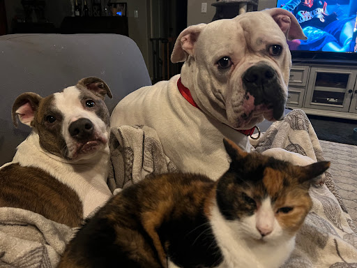 Des Moines Veterinary Hospital image