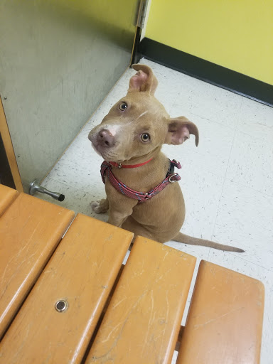 Pet Supply Store «PetSmart», reviews and photos, 401 S Mt Juliet Rd #645, Mt Juliet, TN 37122, USA