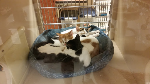 Pet Supply Store «PetSmart», reviews and photos, 34940 Emerald Coast Pkwy, Destin, FL 32541, USA