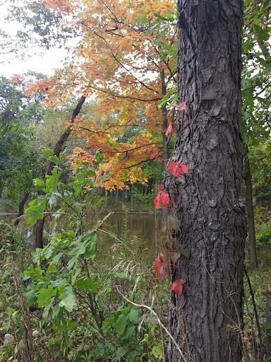 Nature Preserve «Hickory Creek Preserve», reviews and photos, Wolf Rd, Mokena, IL 60448, USA