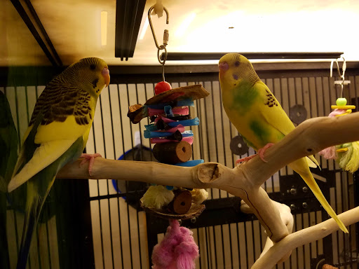 Pet Supply Store «PetSmart», reviews and photos, 1921 Gulf Fwy S, Dickinson, TX 77539, USA