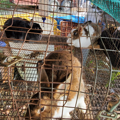 Flea Market «Parkland Flea Market & Restaurant», reviews and photos, 4994 Murfreesboro Rd, Lebanon, TN 37090, USA