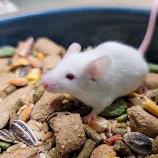 Pet Supply Store «The Village Pet Shoppe, LLC», reviews and photos, 1150 Carlisle St, Hanover, PA 17331, USA