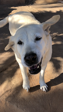 The Bark Butler (Pooper Scooper & Dog Walking) - Photo 4 - Car repair in , Las Vegas