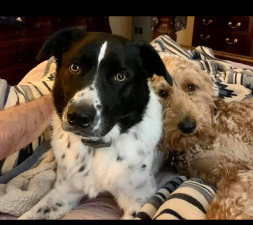 Pet Groomer «Splash and Dash Groomerie & Boutique», reviews and photos, 224 Peachtree East Shopping Center, Peachtree City, GA 30269, USA