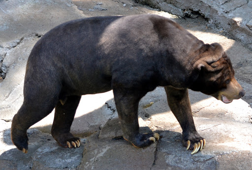 Zoo «Durhams Bear Canyon», reviews and photos, 3701 S 10th St, Omaha, NE 68107, USA