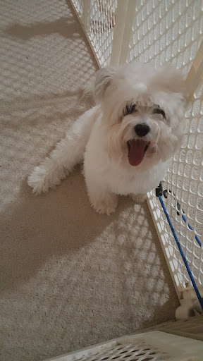 Pet Store «The Pet Set - Midtown», reviews and photos, 976 Piedmont Ave NE, Atlanta, GA 30309, USA