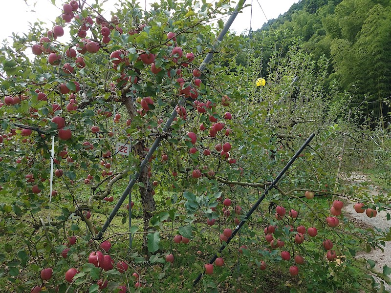 川崎町観光リンゴ園