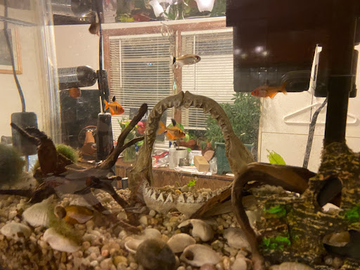 Shopping Mall «Addison Mall», reviews and photos, 2970 W Addison St, Chicago, IL 60618, USA