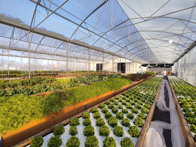 La Ferme Aquaponique du Pays de Gex à Versonnex