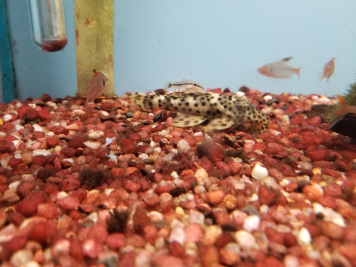 Tropical Fish Store «Pet Friendly Inc», reviews and photos, 845 Manitou Rd, Hilton, NY 14468, USA