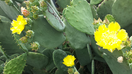 Historical Landmark «Grapevine Vintage Railroad», reviews and photos, 707 S Main St, Grapevine, TX 76051, USA