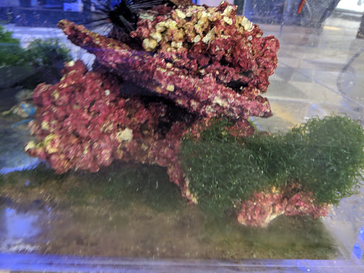 Tropical Fish Store «Vivid Aquarium Inc», reviews and photos, 21126 Vanowen St, Canoga Park, CA 91303, USA