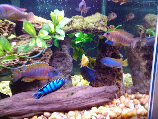 Pet Store «Gills And Thrills Pet Shop», reviews and photos, 204 E 8th St, Lockport, IL 60441, USA