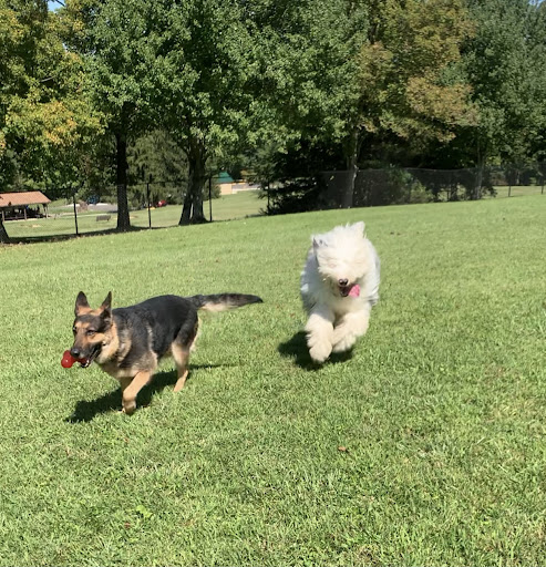 Pet Supply Store «Pet Supplies Plus», reviews and photos, 120 Sara Way, Belle Vernon, PA 15012, USA