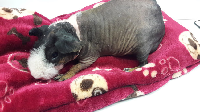 Veterinární ordinace Turnov a pohotovost na telefon MVDr. Pavel Šebek - Veterinář