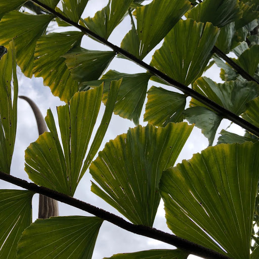 Community College «Palomar College», reviews and photos