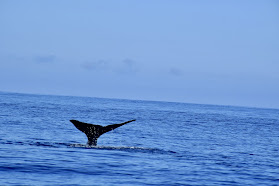 Azores Experiences - Whale Watching & Jeep Tours