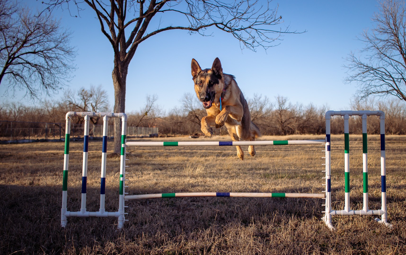 Camo's Must Haves Dog Training