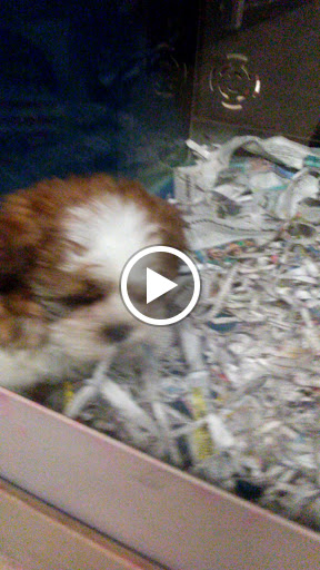 Pet Store «Fish Bowl Aquarium & Pet Mart», reviews and photos, 425 Pleasant St # 21, Fall River, MA 02721, USA