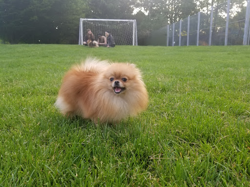 Park «Colonel Summers Park», reviews and photos, SE 17th Ave & Taylor St, Portland, OR 97214, USA