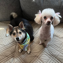 Master Pups - Photo 4 - Car repair in Flushing, NY, Queens