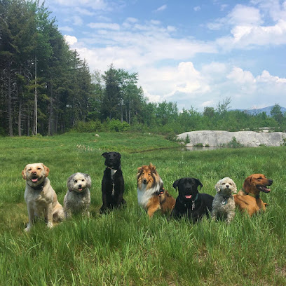 Maple Run Dog Camp