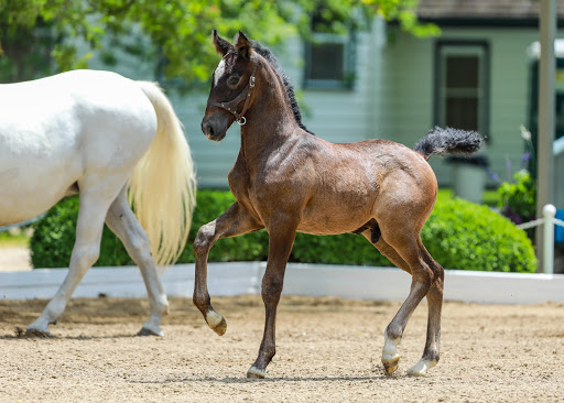 Tourist Attraction «The Tempel Lipizzans», reviews and photos, 17000 W Wadsworth Rd, Old Mill Creek, IL 60083, USA