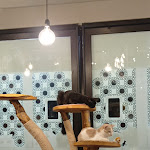 Photo n°2 de l'avis de Giulia.l fait le 08/02/2022 à 12:13 sur le  Di Cane In Gatto - Cat Café à Martignacco