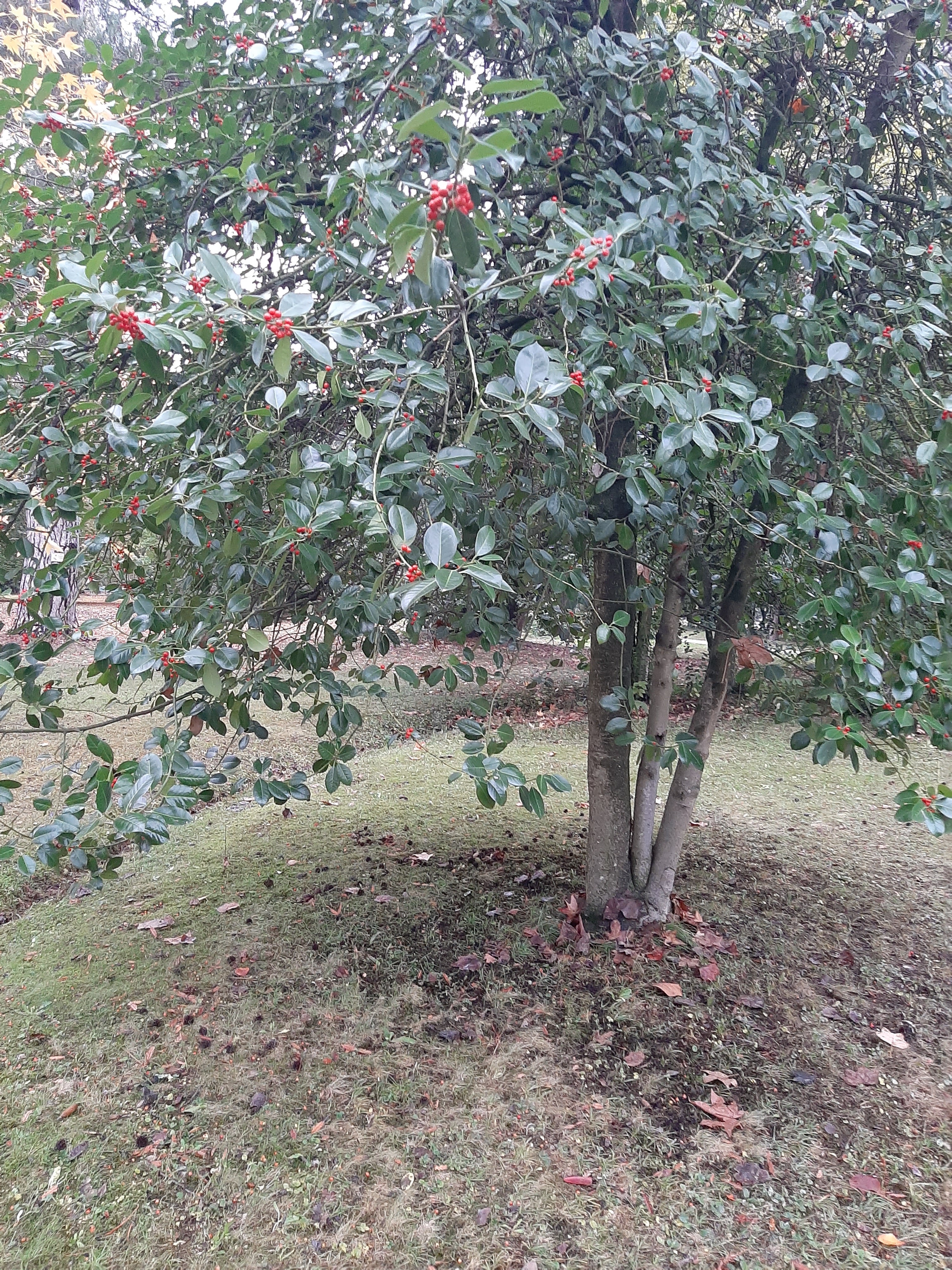 Photo n° 3 de l'avis de Nicole.r fait le 18/11/2019 à 17:46
