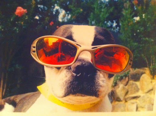 Pet Boarding Service «About Pets Center», reviews and photos, 1604 Conehurst Blvd, Salem, VA 24153, USA