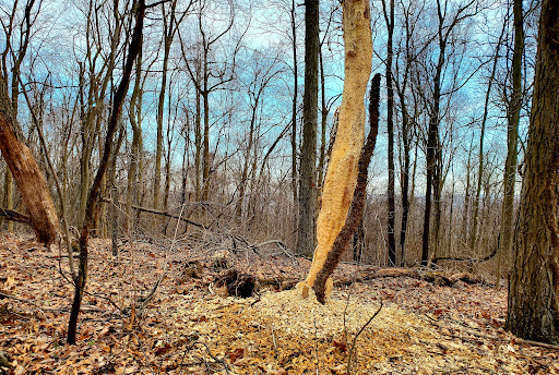 Park «Hocker Park», reviews and photos, Blue Mountain Pkwy, Harrisburg, PA 17112, USA