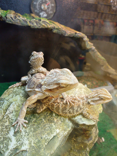 Pet Supply Store «PetSmart», reviews and photos, 162 S Gary Ave, Bloomingdale, IL 60108, USA