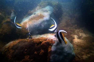 Tarkarli Scuba Diving image