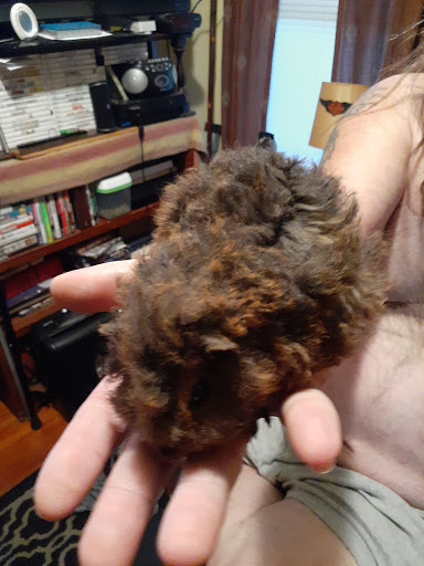 Pet Store «Pets World», reviews and photos, 147 Bridge St, Weymouth, MA 02191, USA