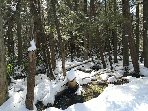 Ski Resort «High Point Cross Country Ski Center», reviews and photos, 1480 NJ-23, Sussex, NJ 07461, USA