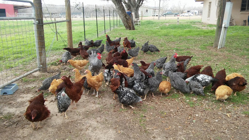 Poultry Farm «R Farm», reviews and photos, 1041 Farm-To-Market 2537, San Antonio, TX 78221, USA