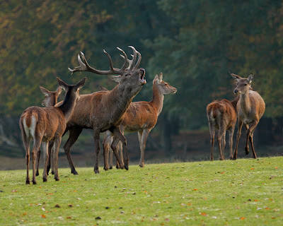 Fédération Départementale des Chasseurs de la Creuse à Guéret